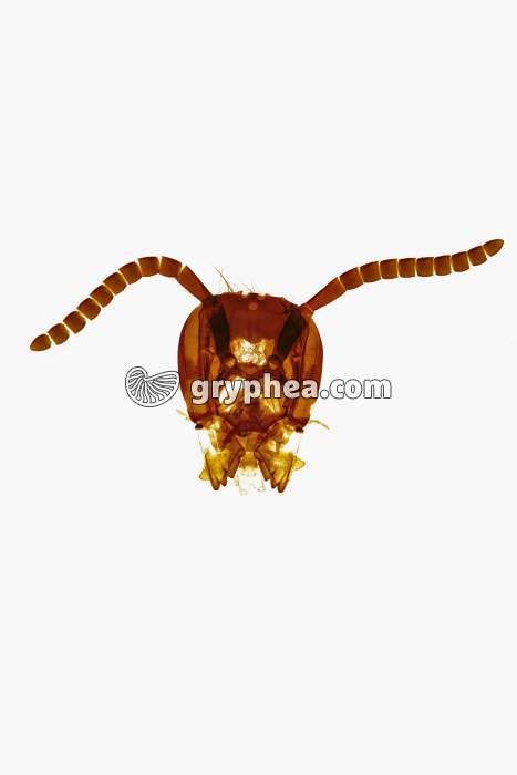 Tête d'insecte - Type broyeur - Guèpe x 2,5 - gryphea.org